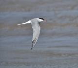 images/headers/bird1.jpg