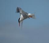 images/headers/bird4.jpg